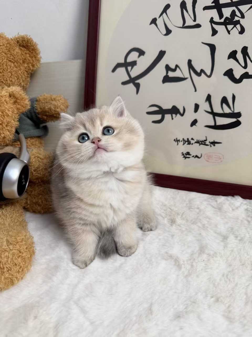 📷 小崽1
