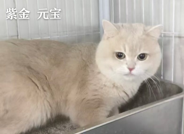 元宝